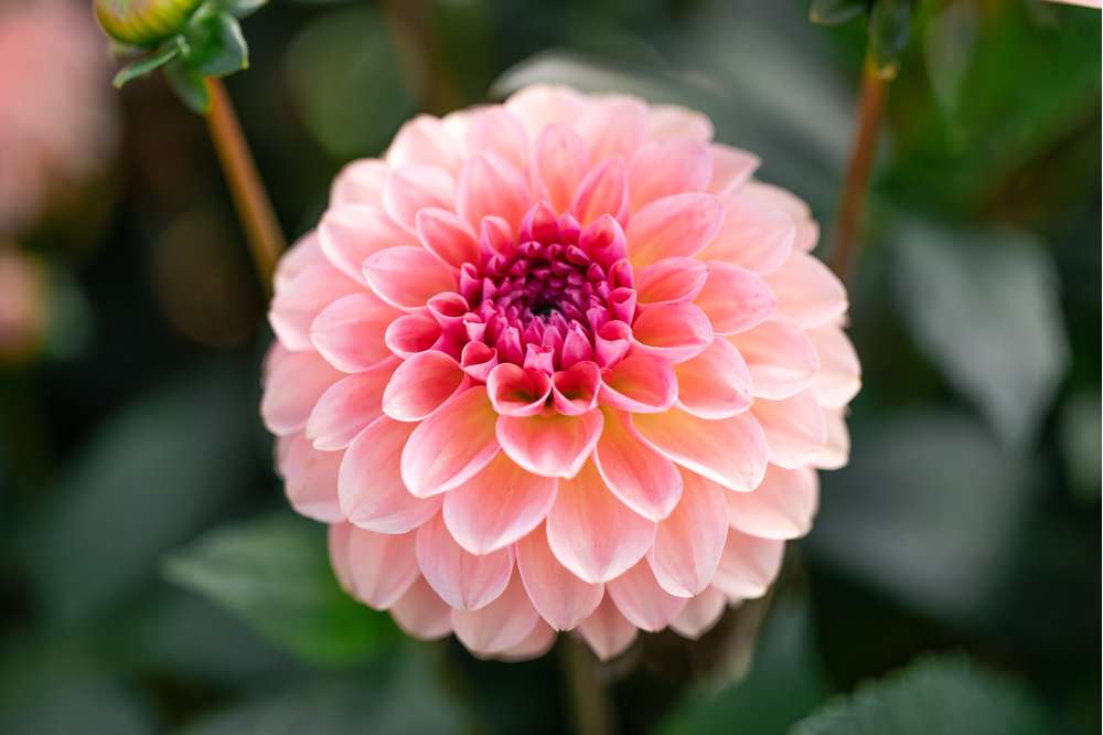 Dahlia 'Sebastian'